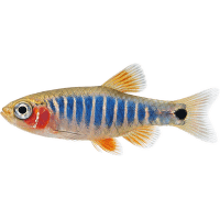 Razbora barmská – Microrasbora erythromicron