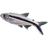 Tetra křivopruhá - Thayeria boehlkei