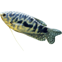 Gurama modrá - Trichogaster trichopterus