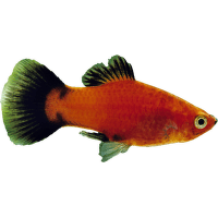 Plata skvrnitá - Xiphophorus maculatus mix