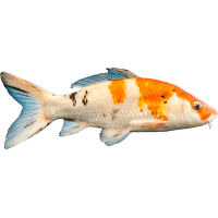 Koi kapr XXL - Cyprinus carpio carpio XXL