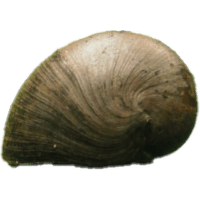 Zubovec pacifický - Filopaludina sp.
