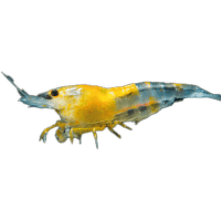 Krevetka sladkovodní - Neocaridina heteropoda de luxe mix