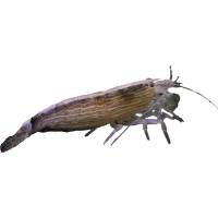 Krevetka račí - Atyopsis gabonensis