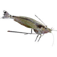 Krevetka japonská - Caridina japonica