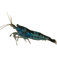 Krevetka zelená/modrá - Neocaridina heteropoda var. Green/Blue