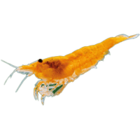 Krevetka Orange Sakura - Neocaridina heteropoda orange sakura