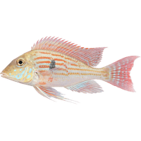 Perleťovka – Geophagus sp.