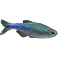Tetra Fredcochuova - Boehlkea fredcochui