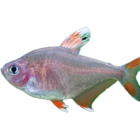 Tetra ozdobná White Fin - Hyphessobrycon ornatus white fin