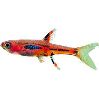 Razbora bornejská – Rasbora boraras brigittae