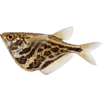 Sekernatka mramorová – Carnegiella strigata