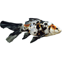 Závojnatka čínská - Carassius auratus
