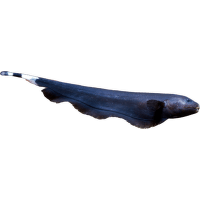 Nožovka běločelá - Apteronotus albifrons