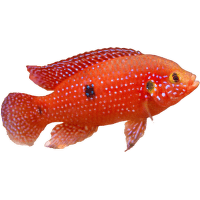 Ostriežik karmínový – Hemichromis lifalili