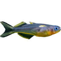 Duhounek vidloocasý - Pseudomugil furctatus
