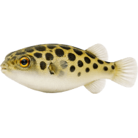 Čtverzubec zelený – Tetraodon nigroviridis