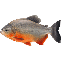 Piraňa rostlinožravá – Colossoma brachypomum