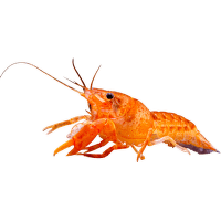 Rak mexický zakrslý – Cambarellus patzcuarensis Orange