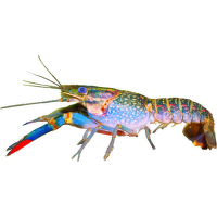 Rak červenoklepetý – Cherax quadricarinatus
