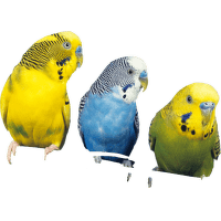 Andulka vlnkovaná var. Colour - Melopsittacus undulatus 