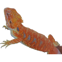 Agama bradatá Colour - Pogona vitticeps
