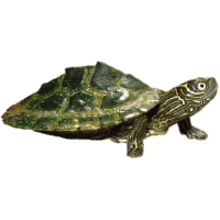 Korytnačka mapová - Graptemys pseudogeographica kohnii