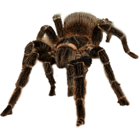 Sklípkan parahybský - Lasiodora parahybana
