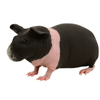 Morče domácí var. Skinny - Cavia porcellus