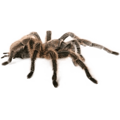 Vtáčkar - Grammostola