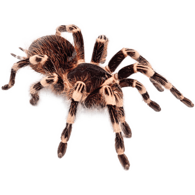 Vtáčkar - Acanthoscurria geniculata