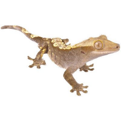 Pagekón riasnatý - Correlophus ciliatus