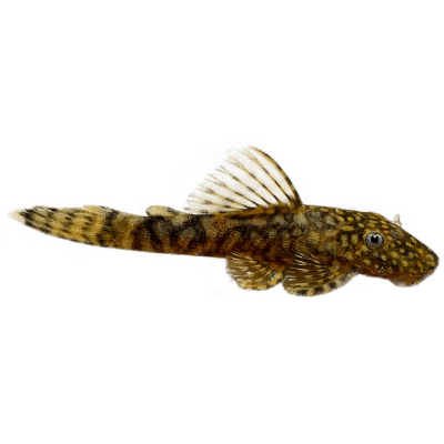 Krunýřovec - Ancistrus species