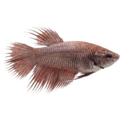 Bojovnice pestrá samice - Betta splendens female