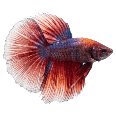 Bojovnice pestrá samec - Betta splendens male