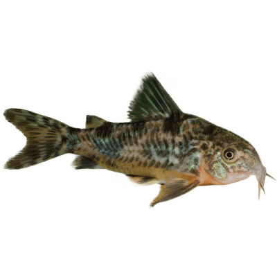 Pancéřníček skvrnitý - Corydoras paleatus
