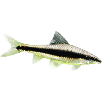 Parmička černopruhá - Crossocheilus siamensis
