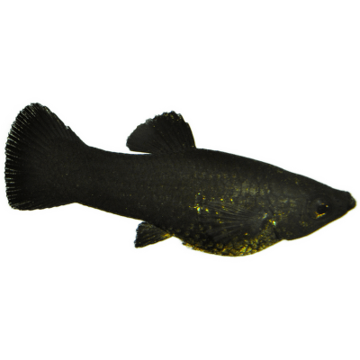 Živorodka ostrotlamá Black Molly - Poecilia sphenops black molly
