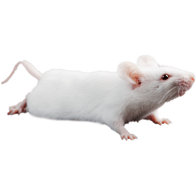 Myš laboratorní - Mus musculus