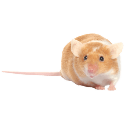 Myš barevná - Mus musculus