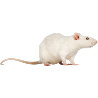 Potkan laboratorní - Rattus norvegicus