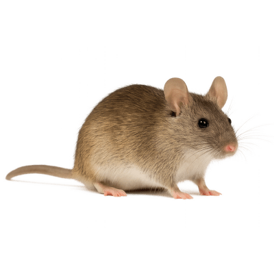 Mastomyš - Mastomys natalensis