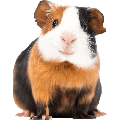 Morče domácí hladké - Cavia porcellus