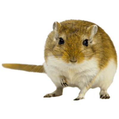 Pískomil mongolský - Meriones unguiculatus