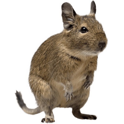 Osmák degu - Octodon degus