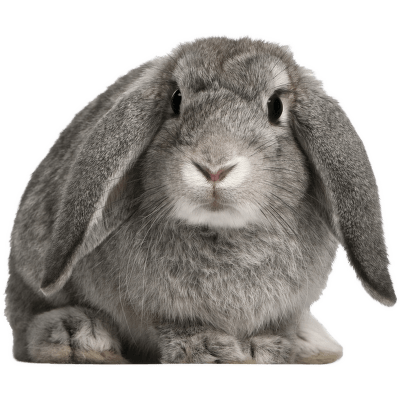 Králík zakrslý - Oryctolagus cuni. domesticus