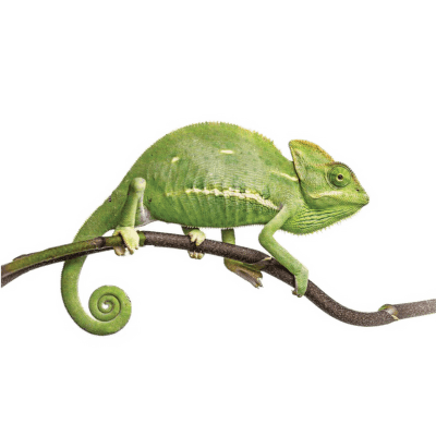 Chameleón jemenský - Chamaeleo calyptratus