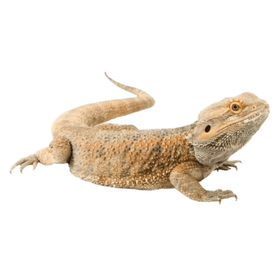 Agama bradatá - Pogona vitticeps
