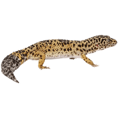 Gekončík nočný - Eublepharis macularius