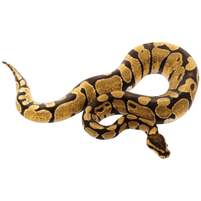 Pytón kráľovský - Python regius
